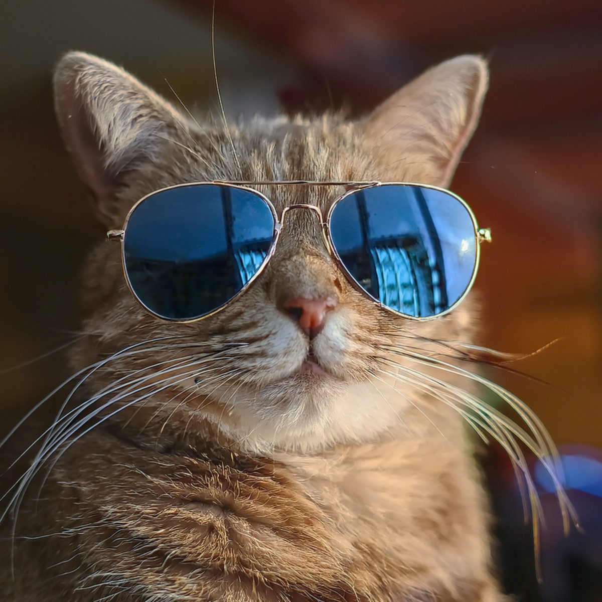 katze-im-sommer-heiteres-bild-1200x1200.jpg