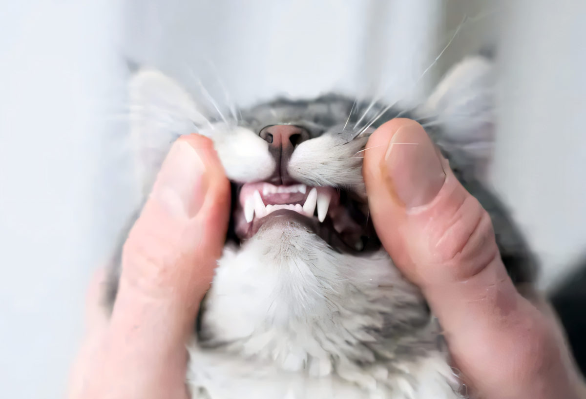 katze-zahnuntersuchung-istockphoto-build-2024-1200x818.jpg